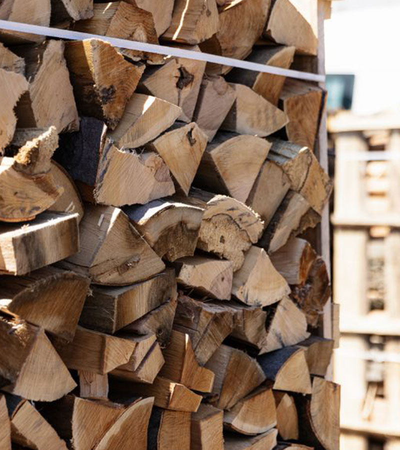 Buche oder Eiche? Die wichtigsten Unterschiede erklärt